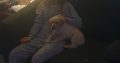 Labrador puppy