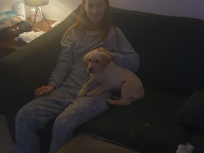 Labrador puppy