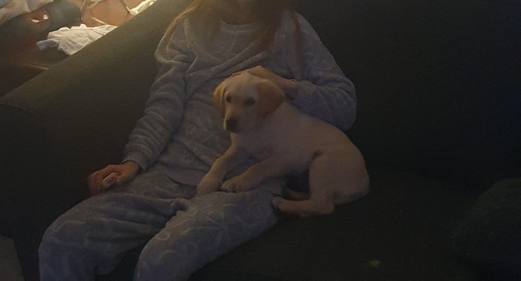 Labrador puppy