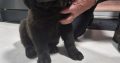 9 week old newfoundland