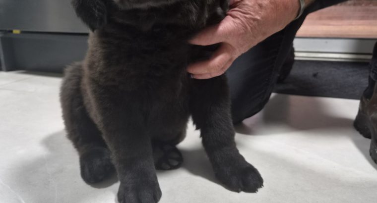 9 week old newfoundland