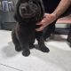 9 week old newfoundland