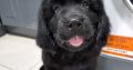 9 week old newfoundland