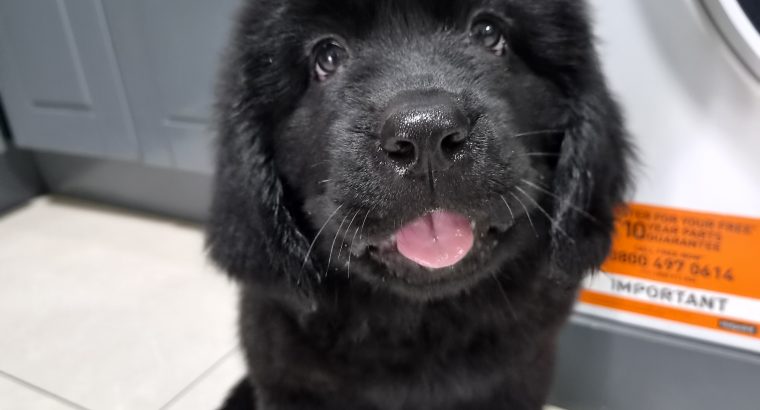 9 week old newfoundland
