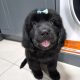 9 week old newfoundland