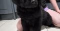9 week old newfoundland