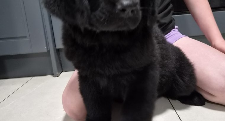 9 week old newfoundland