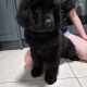9 week old newfoundland