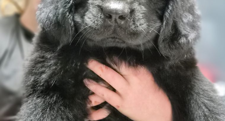 9 week old newfoundland