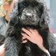 9 week old newfoundland