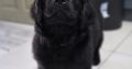 9 week old newfoundland
