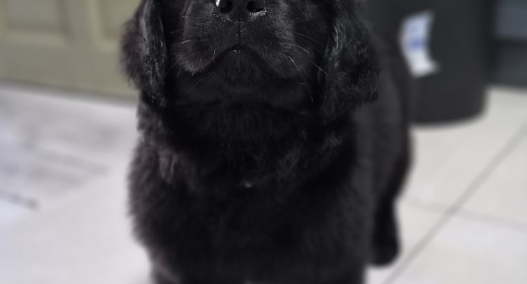 9 week old newfoundland