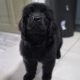 9 week old newfoundland