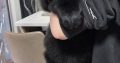 9 week old newfoundland