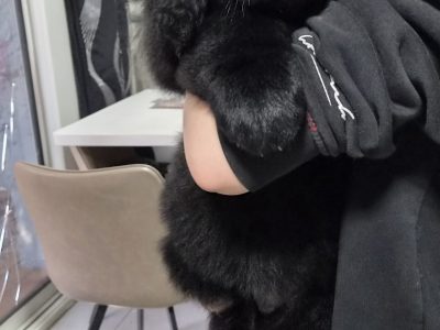 9 week old newfoundland