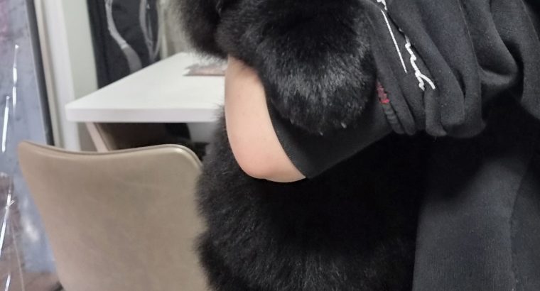 9 week old newfoundland