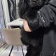 9 week old newfoundland