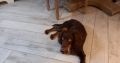 Sprogger pup for sale. Mixed breed, cocker/english spaniel.