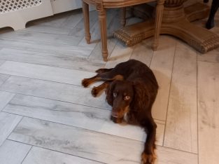 Sprogger pup for sale. Mixed breed, cocker/english spaniel.