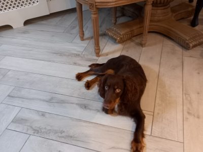 Sprogger pup for sale. Mixed breed, cocker/english spaniel.