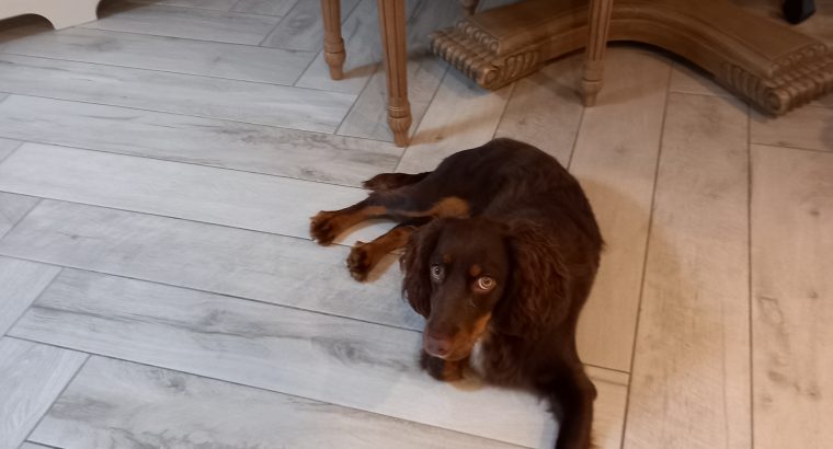 Sprogger pup for sale. Mixed breed, cocker/english spaniel.