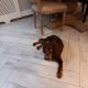 Sprogger pup for sale. Mixed breed, cocker/english spaniel.