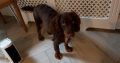Sprogger pup for sale. Mixed breed, cocker/english spaniel.