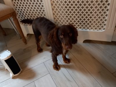 Sprogger pup for sale. Mixed breed, cocker/english spaniel.