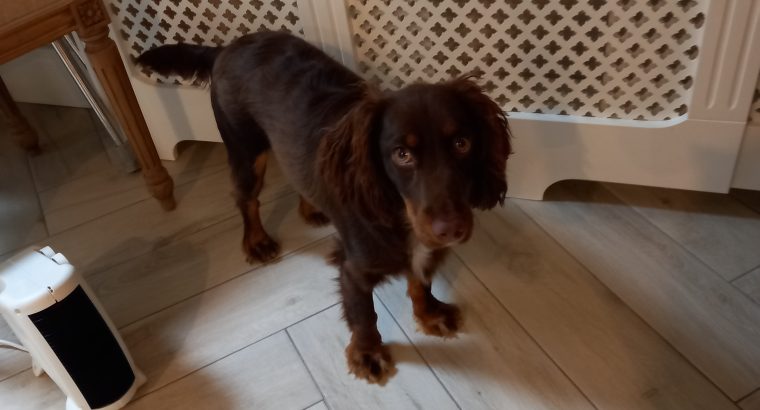 Sprogger pup for sale. Mixed breed, cocker/english spaniel.