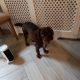 Sprogger pup for sale. Mixed breed, cocker/english spaniel.