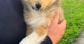 Shetland sheepdog male puppy