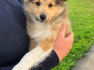 Shetland sheepdog male puppy