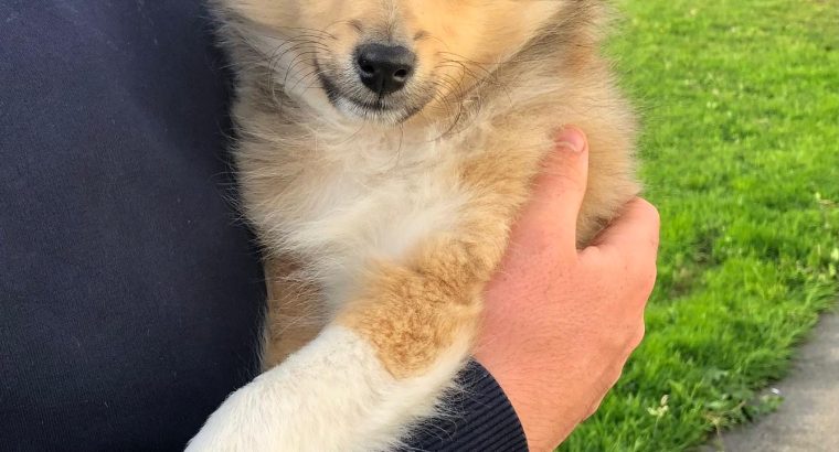 Shetland sheepdog male puppy