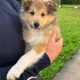 Shetland sheepdog male puppy