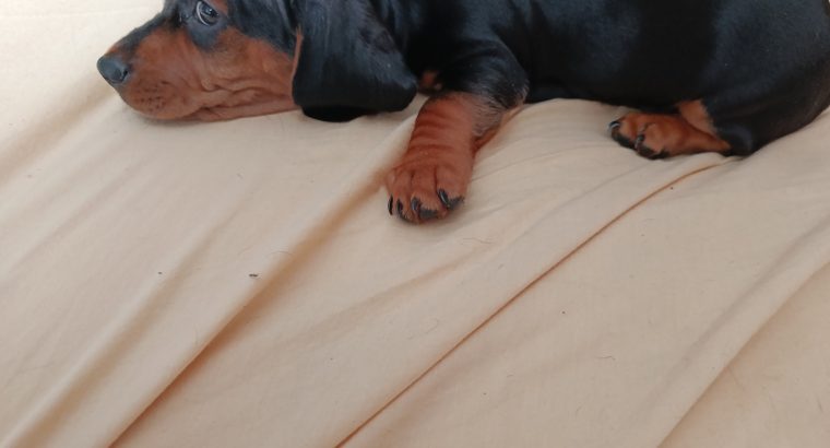 Intelligent mini Daschund male puppy