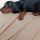 Intelligent mini Daschund male puppy