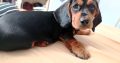 Intelligent mini Daschund male puppy