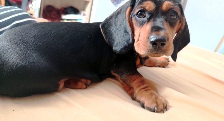 Intelligent mini Daschund male puppy