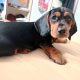 Intelligent mini Daschund male puppy