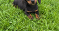 Purebred dachshund puppies