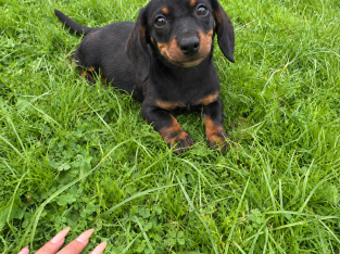Purebred dachshund puppies