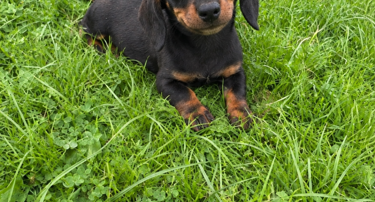 Purebred dachshund puppies