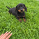 Purebred dachshund puppies
