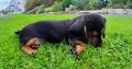Intelligent mini Daschund male puppy