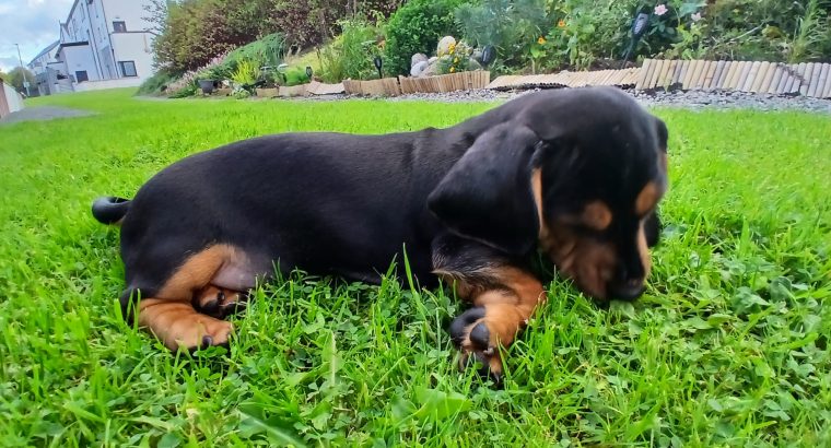 Intelligent mini Daschund male puppy
