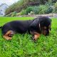 Intelligent mini Daschund male puppy