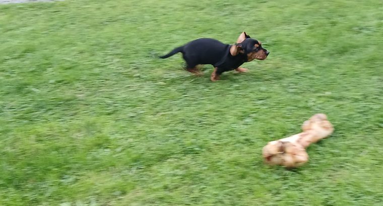 Intelligent mini Daschund male puppy