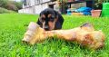 Intelligent mini Daschund male puppy