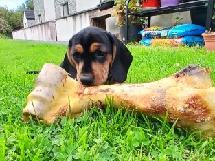 Intelligent mini Daschund male puppy