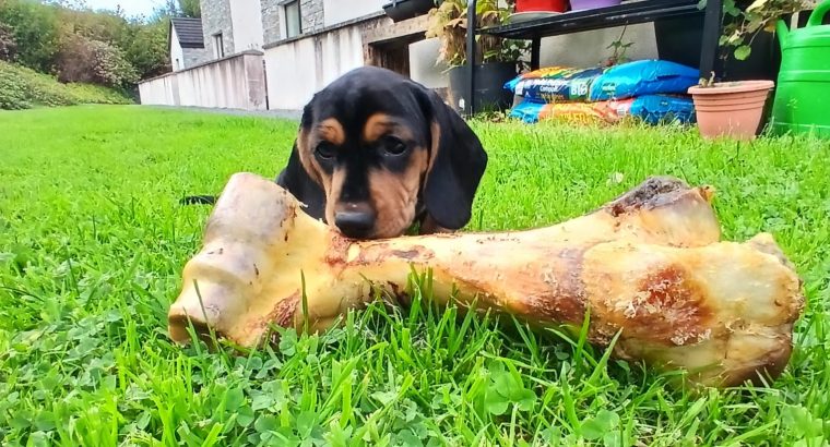 Intelligent mini Daschund male puppy